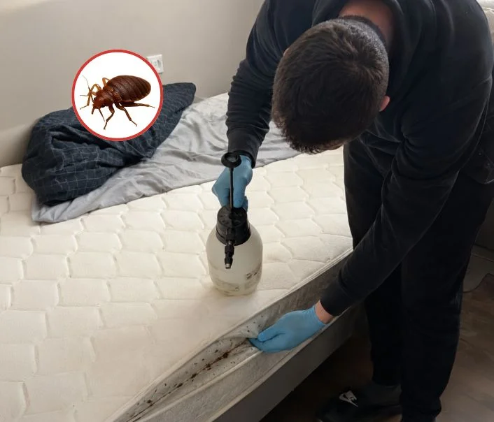 Technicien traitant un matelas contre les punaises de lit à Rebais